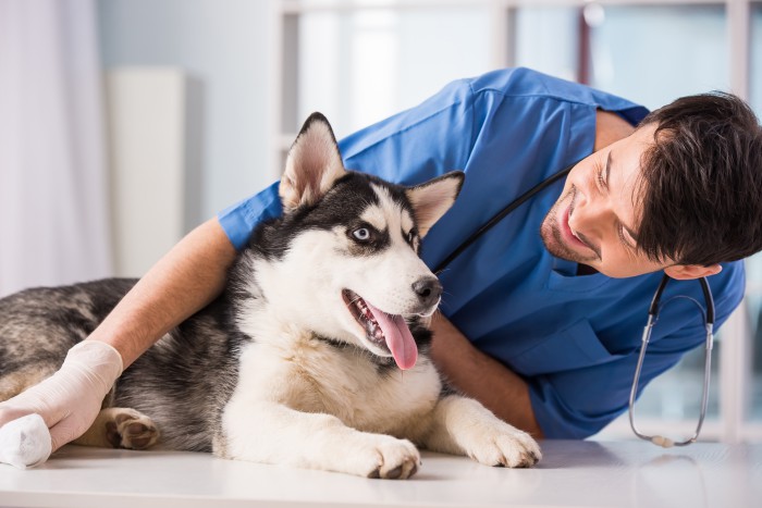 Quelle assurance santé pour chien choisir ?